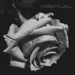 Cold Wind by Addicted to Anaesthesia, Angustifolia