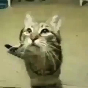 Meow - slowed + reverb by lvusm