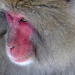 Baboon