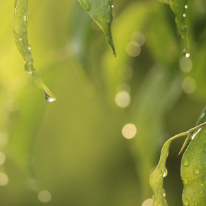 Ambient Nature Sounds for Sleeping Soundly
