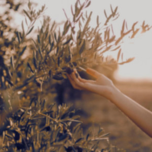 Olive Tree by Justin Baldwin