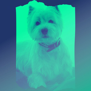Carefree Piano and Bell Music - Bgm for Doggy Wellness album