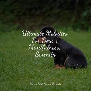 Ultimate Melodies For Dogs | Mindfulness, Serenity album