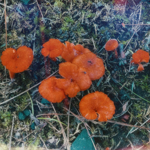 Real Love (Tell Me Lies) by Rodeo Parade, Eric Michael Lichter