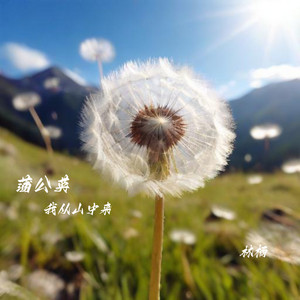 蒲公英（我从山中来） by 林栖