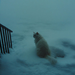 my cat (Speed Up)