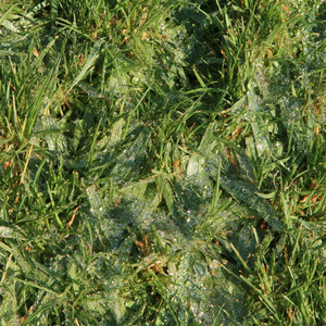 Dew by Harmonic Sunshine