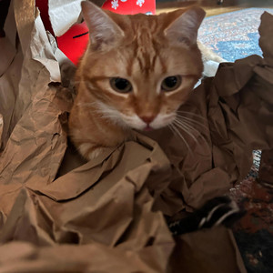 Plus One by Orange Katt