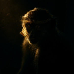Dance Monkey by Van Holtz, Zac Kael