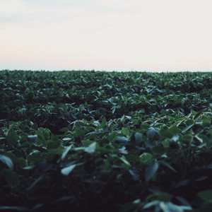 Rolling Gardens by Solset, Chris Bartels
