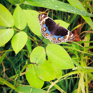 Butterfly Dreams by Soleno