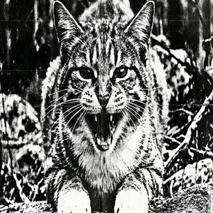 Angry Cat by Shyua