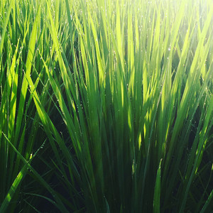 paddy field