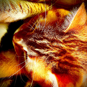 SCratch My Neck by Orange Katt