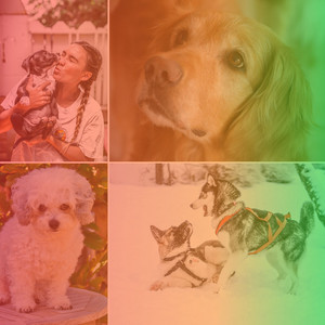Sophisticated Background Music for Caring for Dogs album