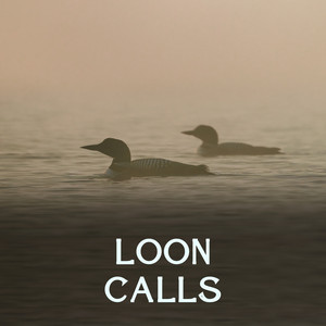 Loon Calls