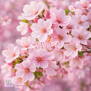 TODAY LOVER - 벚꽃안녕