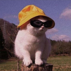 lost cat