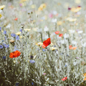 Gone but not Forgotten by RINZ., Anton