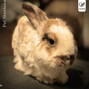 Down The Rabbit Hole by Kubuch, kBeats