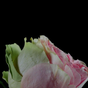 rosebloom by 34XP