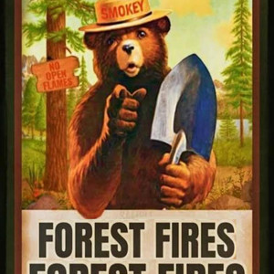 Portada de Forest fires