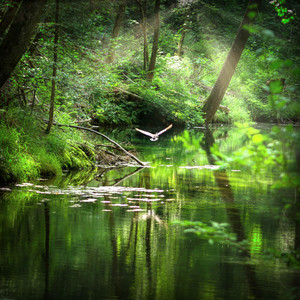 Relaxing Music with Nature Sounds - Transparency