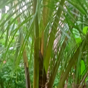 Hubungan erat