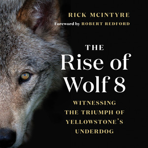 The Rise of Wolf 8 - Witnessing the Triumph of Yellowstone's Underdog [Alpha Wolves of Yellowstone: A Trilogy, Book 1 (Unabridged)]
