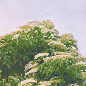 Elder by Boreal Botany