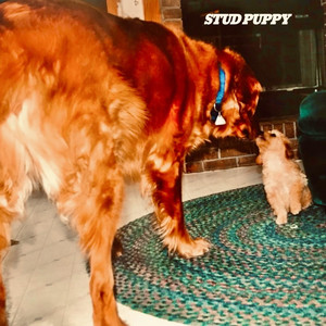 Stud Puppy