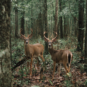 Hunting Season Blues by Tony Sodaro