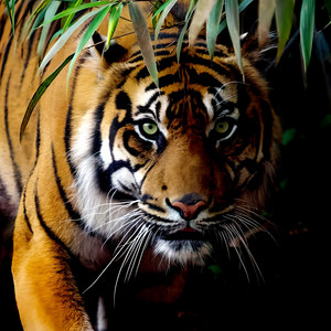 Abub - Harimau Mengaum