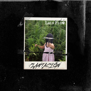 Plantacino by Lalo Flow