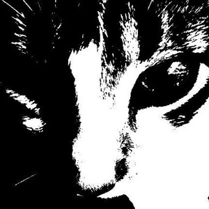 Baby come on by Litmiau