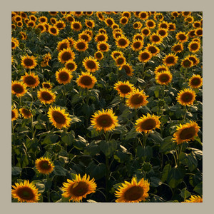 Helder Boutens - Muse