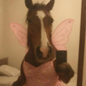 Hard horse