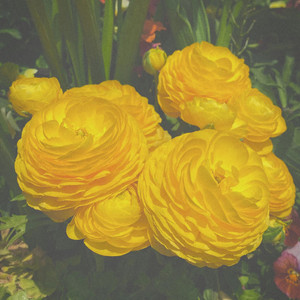 Yellow Garden by NNIK