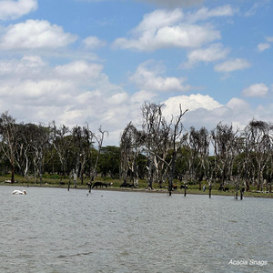 Acacia Snags by Nuru MacNamara
