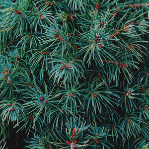 Leo Yoshino - Evergreen