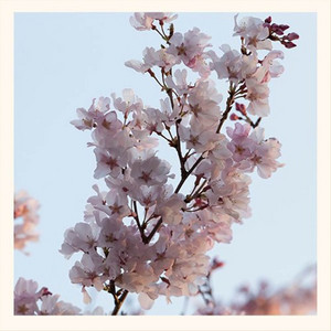 Lukrembo - Branch