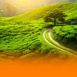 Relaxing Wellness Music For Healing Sleep And Stress Reduction