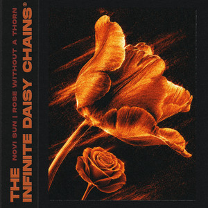 Rose Without a Thorn by The Infinite Daisy Chains