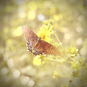Palingenesia by Frequent Cs