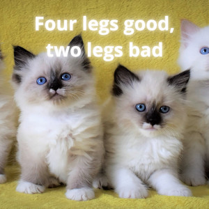 Four Legs Good Two Legs Bad by Mauricci