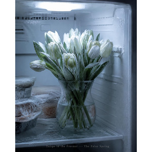 Tulips in the Freezer by The False Spring