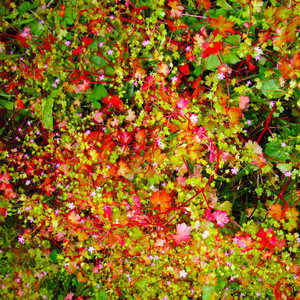 SW9 9SL by Four Tet cover art