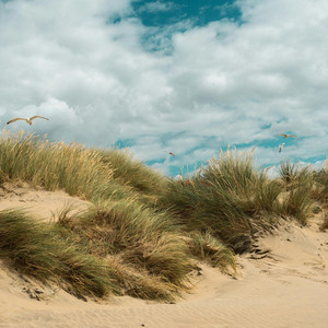 Dunes by Rascal