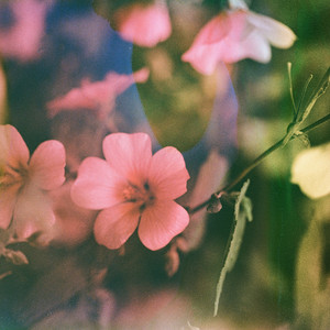 Chasing Butterflies by Zmeyev, Tah.