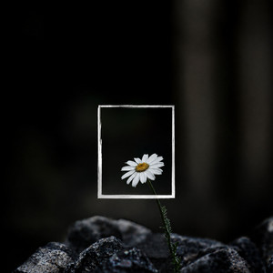 The Forest Never Wakes by LEFOS